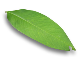 Fototapeta na wymiar green leaf on white isolated background with clipping path