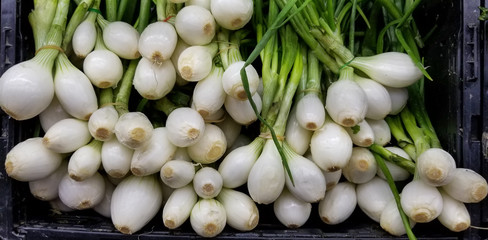 green onions fresh from your garden
