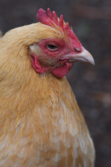 Buff Orphington Thinking