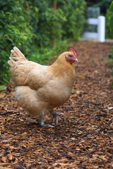 Coy Chicken