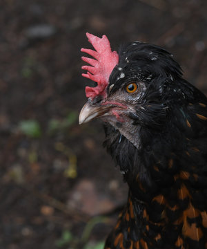 Black Scraggly Chicken