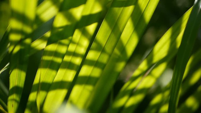 Blur tropical green palm leaf with sun light, abstract natural background with bokeh. Defocused Lush Foliage, veines, striped exotic fresh juicy leaves in shadow. Ecology, summer and vacation concept.