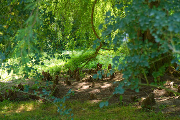 Obraz premium Pflanzen mit Atemwurzeln auf der Insel Mainau