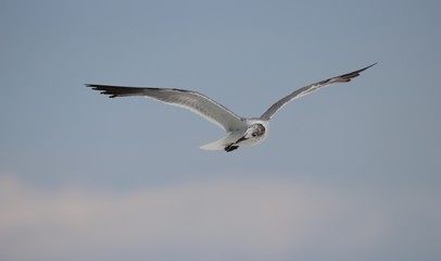Seagull in flight