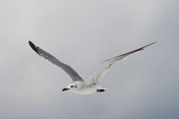 Seagull in flight