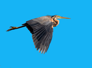 Purple Heron @ NMBC