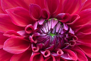 A beautiful red dahlia, close-up.