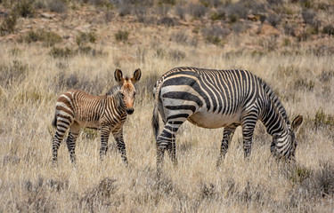 Fototapeta na wymiar Zebra Mother And Foal