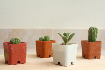Collection of various cactus and succulent plants. Potted cactus house plants on brown wood table.