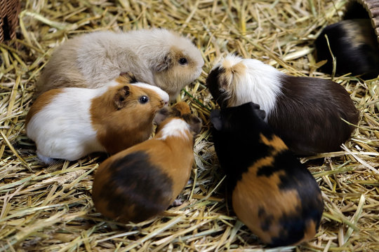 Family of domestic guinea pig (Cavia porcellus) cavy