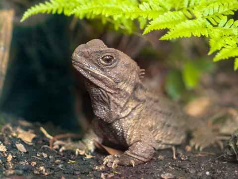 New zealand Tuatara native reptile