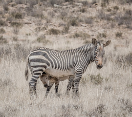 Obraz premium Zebra Mother And Foal