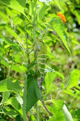 wild animal in sri lanka
