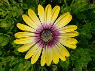 Blue-eyed African Daisy