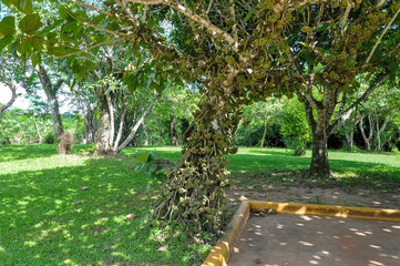 Figs tree in Iguazu Argentina 