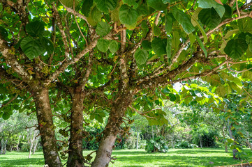 Figs tree in Iguazu Argentina 