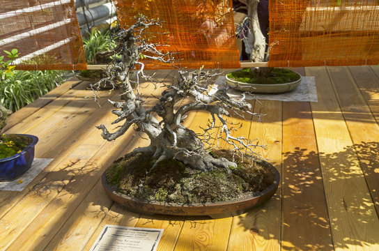 Oriental hornbeam - Bonsai in the style of "Bent by the wind".