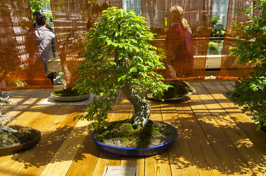 Elm (Ulmus) - Bonsai in the style of "Straight and free".