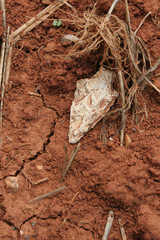 Authentic Native American Indian Arrowhead in dirt