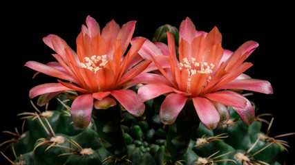 Blooming Cactus Flower Gymnocalycium Baldianum Red Color