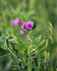 Fodder mixture of vetch and oats