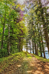 Fototapeta premium Wald Wanderweg in der Schweiz