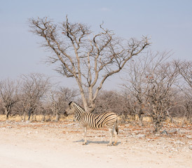 Obraz premium Zebra Portrait