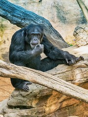 Retrato de un gorila en su hábitat natural