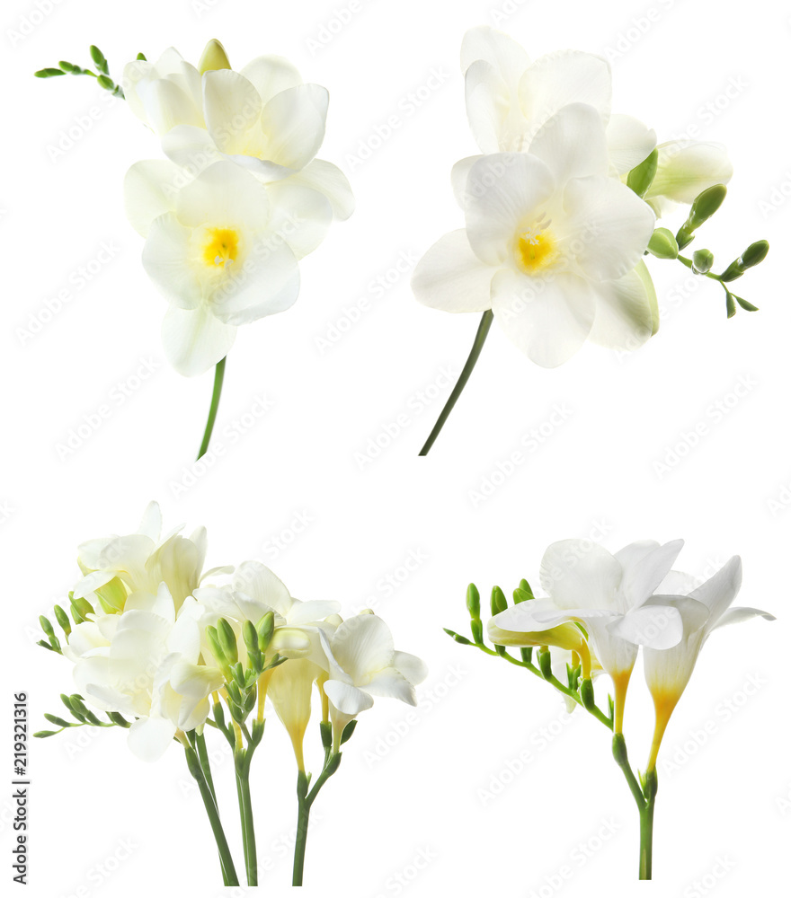 Wall mural Set with Freesia flowers on white background