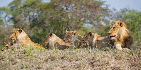 Lion family coming from Kruger into Sabi Sands Game Reserve and resting on a small hill at a watherhole in South Africa