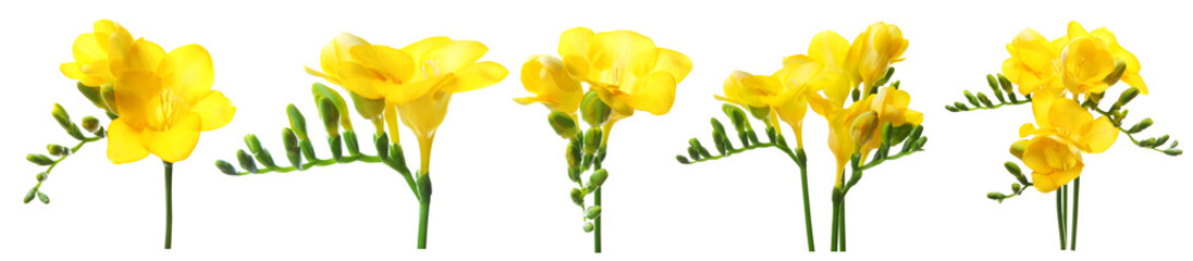 Set with Freesia flowers on white background