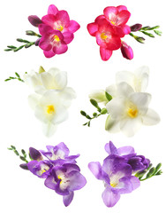Set with Freesia flowers on white background