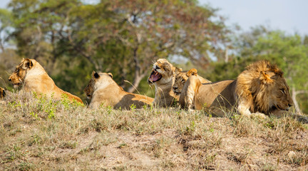 Lion family coming from Kruger into Sabi Sands Game Reserve and resting on a small hill at a watherhole in South Africa