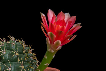 Blooming Cactus Flower Gymnocalycium Baldianum
