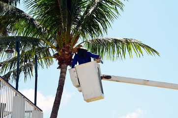 A worker in a lift basket trimming palm trees at Southpointe Park,in Miami Beach,Florida