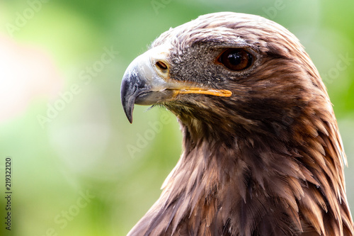 Male Golden Eagle Stock Photo And Royalty Free Images On