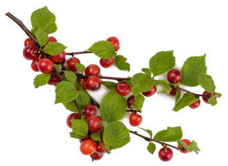 Branch felt cherry isolated on white