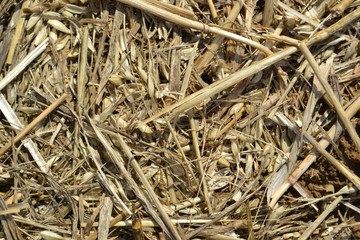 Closeup photograph of chaff and straw