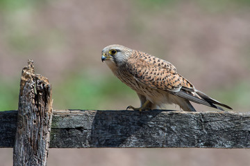 Kestrel (Falco tinnunculus)/Kestrel perched on a fence in a field