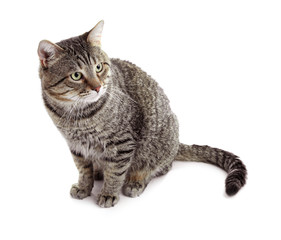 Cute cat on white background. Lovely pet