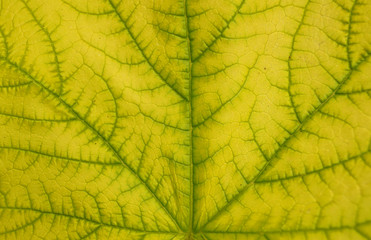 Naklejka na ściany i meble Leaf texture pattern for spring background
