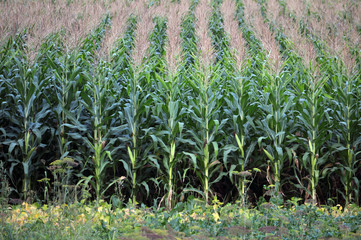 In the field ripens grain corn
