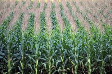 In the field ripens grain corn