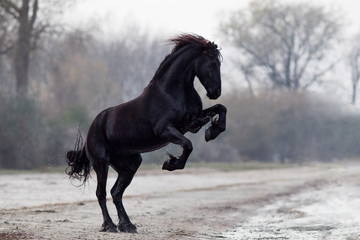 Friese