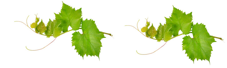 Vine leaves isolated on white .Wide photo.