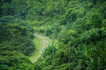 Fototapeta na wymiar small road in the green forest trees mountain