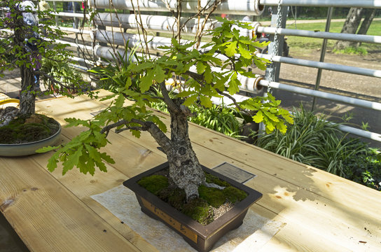 English oak - Bonsai in the style of "Straight and free".