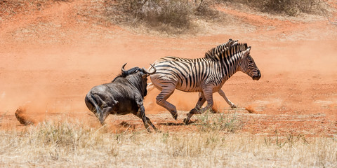 Fototapeta na wymiar Zebra And Blue Wildebeest