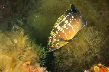 Mero del mediterraneo entre algas