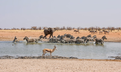 Elephant Chasing Zebra